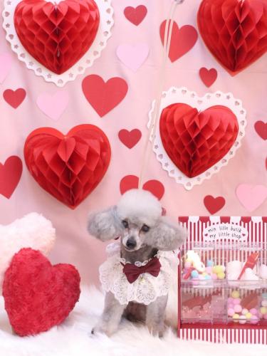 20240207サージュちゃん